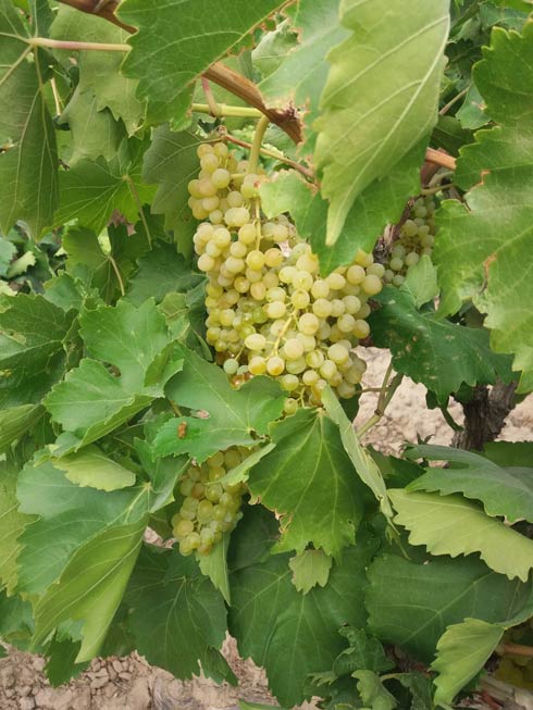 Vente Raisins secs Sultanines bio - Jardin BiO Vrac - Léa Nature Boutique  bio